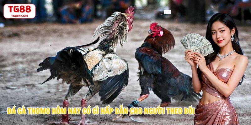 Đá Gà Thomo Hôm Nay Có Gì Hấp Dẫn Cho Người Theo Dõi