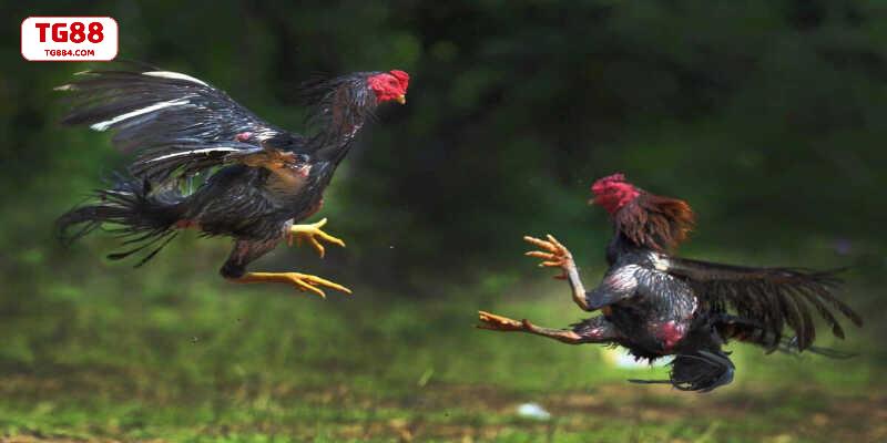 Kinh nghiệm chọn cửa thắng cao khi xem gà Mộc Bài