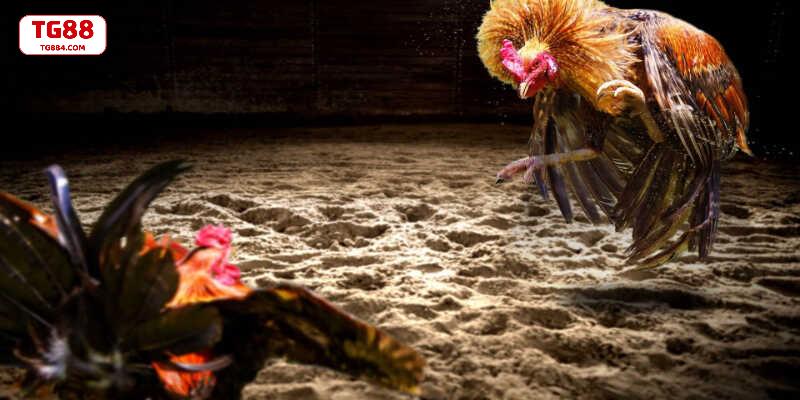 Luật kiểm tra giúp trận đá gà minh bạch 