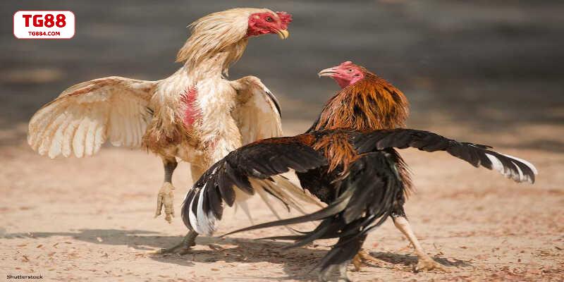 Trường đấu đá gà Mộc Bài nằm sát biên giới